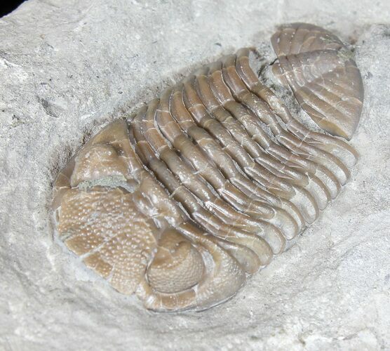 Eldredgeops Trilobite - Ohio #50895